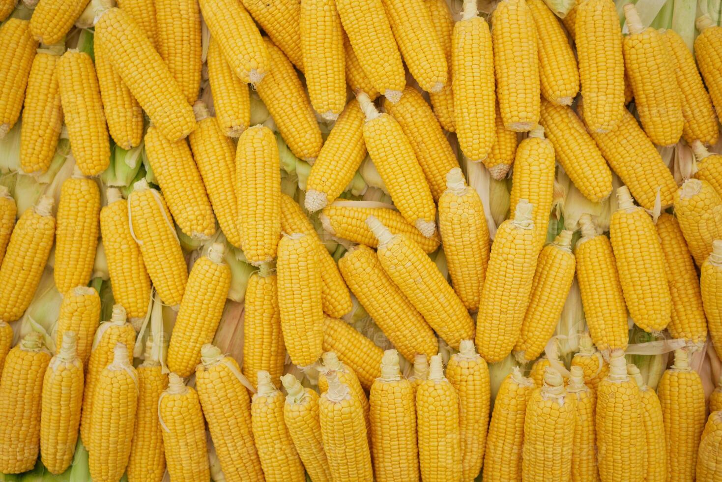 Yellow Maize In Bangladesh